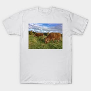 Scottish Highland Cattle Cows 1560 T-Shirt